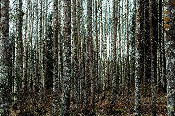 Fototapeta premium trunks in the forest