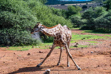 Kneeling giraffe in the Pilanesberg Nature Reserve, South Africa.