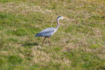 Blue heron running across the grass