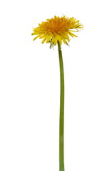 Yellow dandelion spring flower isolated on white, clipping path