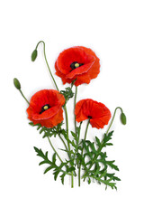 Naklejka premium Flowers red poppy and buds ( Papaver rhoeas, corn poppy, corn rose, field poppy, red weed ) on a white background. Top view, flat lay