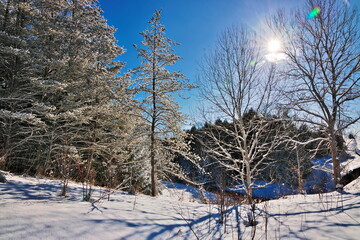 Beautiful Winter Landscape with Evergreen Coniferous Trees Covered in Snow on a Sunny Blue Sky Day