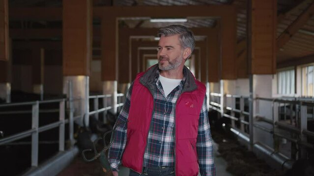 Footage of farm owner holding working tool in hand. Confident happy man with gray hair walking farmhouse looking at cows and bulls. Livestock concept. Breeding cattle. Successful business idea. Inside