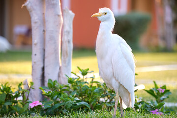 White cattle egret wild bird, also known as Bubulcus ibis walking on green lawn in summer