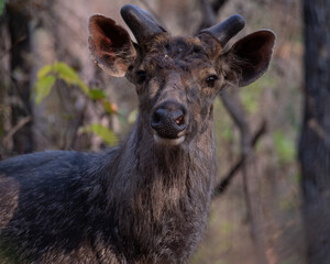 Sambar Deer Standing On Grassy Field At a Forest in Madhya Pradesh, India