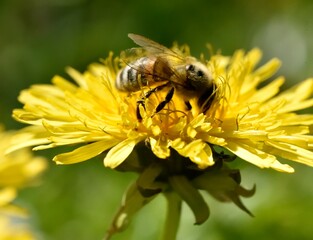 Abeille sur fleur de pissenlit