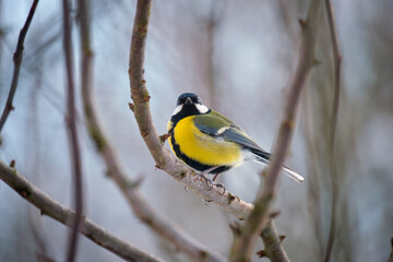 Yellow wild tit bird perching on tree branch on cold winter day