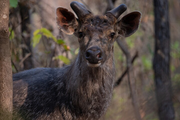 Sambar Deer Standing On Grassy Field At a Forest in Madhya Pradesh, India