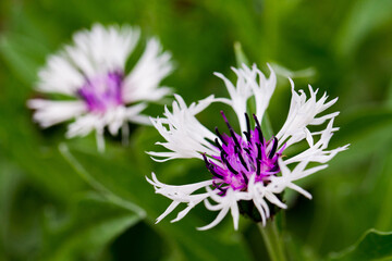 セントーレア-20220420