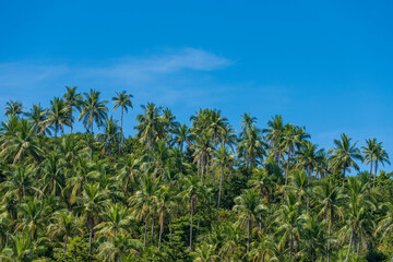 Silhouette of green coconut palm trees background on the mountain and blue sky background, Thailand