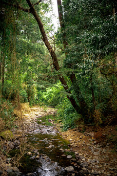 Vertical shot of forest with green trees opening up with a stream, Chile