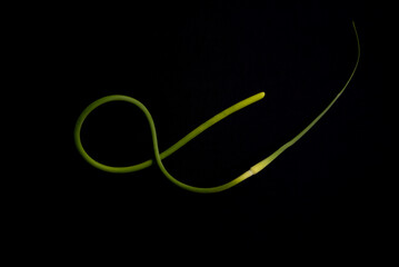 Beautiful, spiraling garlic (allium sativum) scapes isolated on a black background
