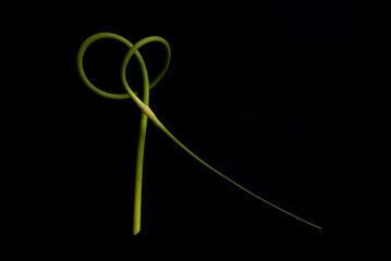 Beautiful, spiraling garlic (allium sativum) scapes isolated on a black background