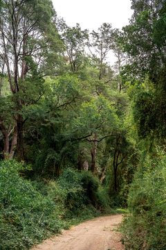 Vertical shot of forest with green trees opening up on dirt road, Chile