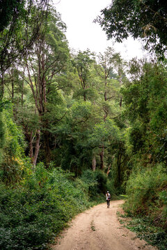 Shot of forest with green trees opening up on dirt trail, Chile