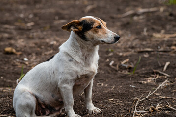 The dog on the chain eats from an old metal pan. Next to his mother. The Village  