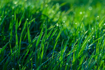 Elytrigia. Juicy lush green grass on meadow with drops of water dew in morning light in spring summer outdoors close-up,Beautiful artistic image of purity and freshness of nature, copy space. sunrise