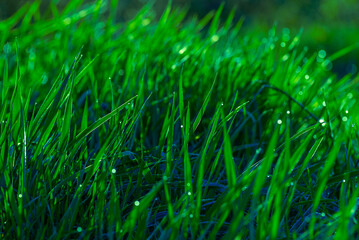 Elytrigia. Juicy lush green grass on meadow with drops of water dew in morning light in spring summer outdoors close-up,Beautiful artistic image of purity and freshness of nature, copy space. sunrise
