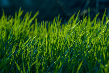 Elytrigia. Juicy lush green grass on meadow with drops of water dew in morning light in spring summer outdoors close-up,Beautiful artistic image of purity and freshness of nature, copy space. sunrise