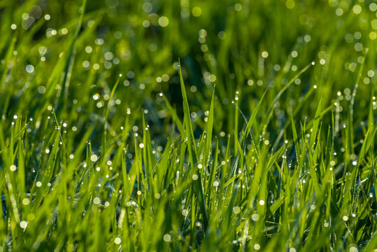 Elytrigia. Juicy lush green grass on meadow with drops of water dew in morning light in spring summer outdoors close-up,Beautiful artistic image of purity and freshness of nature, copy space. sunrise