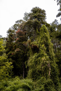 Vertical shot of forest with colorful trees, Chile