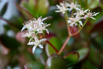 Flowering houseplant Crassula ovata, aka jade plant, lucky plant, money plant or money tree. 