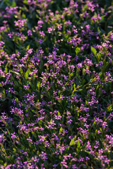 Obraz premium A close up of Chorispora tenella, or purple mustard, an Asian invasive species. A field of purple flowers. Purple and pink flowers with green stems on mustard weed. sunrise early morning