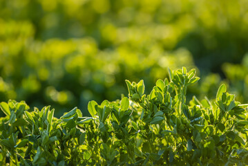 Field of alfalfa in spring. Stems with leaves of the young alfalfa on field closeup. Green field of lucerne (Medicago sativa). Field of fresh grass growing. - obrazy, fototapety, plakaty