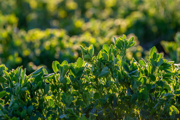 Field of alfalfa in spring. Stems with leaves of the young alfalfa on field closeup. Green field of lucerne (Medicago sativa). Field of fresh grass growing. - obrazy, fototapety, plakaty