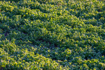 Field of alfalfa in spring. Stems with leaves of the young alfalfa on field closeup. Green field of lucerne (Medicago sativa). Field of fresh grass growing.