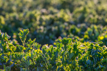 Field of alfalfa in spring. Stems with leaves of the young alfalfa on field closeup. Green field of lucerne (Medicago sativa). Field of fresh grass growing. sunrise, sunset