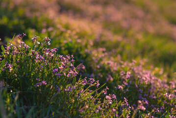 A close up of Chorispora tenella, or purple mustard, an Asian invasive species. A field of purple flowers. Purple and pink flowers with green stems on mustard weed. sunrise early morning