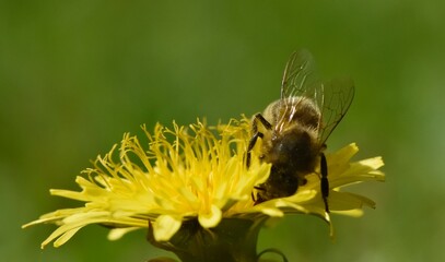 Abeille sur fleur de pissenlit