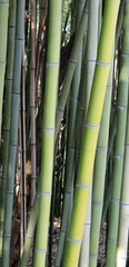 many trunks of green bamboo in very dense thicket