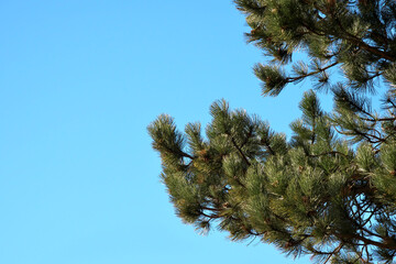Green pine branches against the blue sky. Ecology concept.