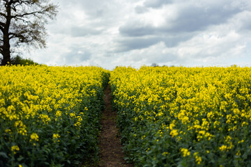 Fototapeta premium Flowering rapeseed with cloudy sky during springtime. Blooming canola fields, rape on the field in summer. Bright yellow rapeseed flowers