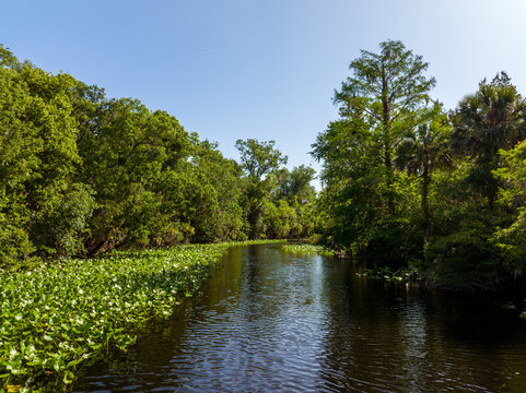 Wekiva River, Located North Of Orlando, Florida.  April 20,2022.