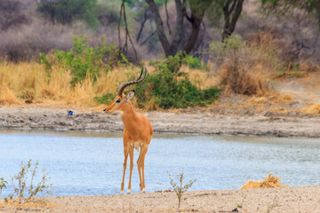 Impala (Aepyceros melampus) at the watering place in Tarangire National Park, Tanzania
