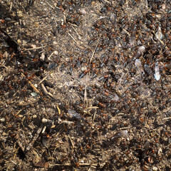 A huge number of ants in the anthill.