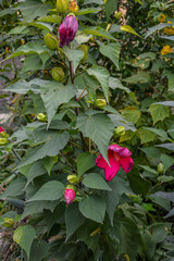 red hibiscus Flower in garden
