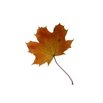 Bright maple leaf clipping path, isolated element on white background, seasonal autumn colorful mood
