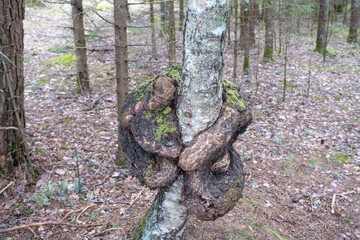 Parasitic fungi and growths on the birch trunk. Bulge on a birch. Close up. High quality photo
