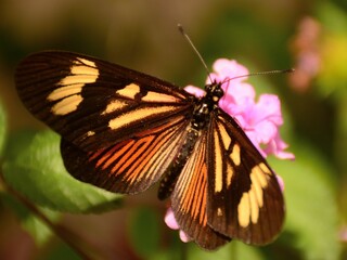 Mariposa Perezosa Común (Actinote pellenea) sobre flor de Lantana