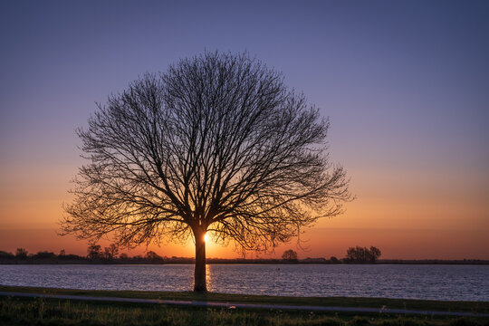 Fototapeta Samotne drzewo oświetlone przez wschodzące słońce. Piękny wschód słońca nad wodą.
