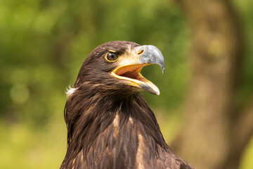 Portrait of a young bald eagle with an open beak.
