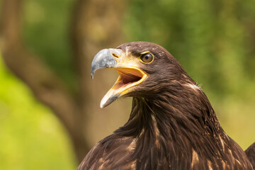 Portrait of a young bald eagle with an open beak.