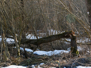 Old broken tree in the spring forest.