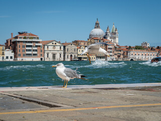 seagull in venice with piazza san marco