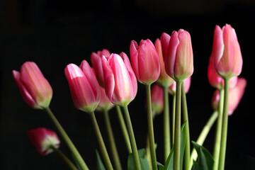 Pink blooming Tulips on dark background. Bouquet of pink vibrant Tulips. Tulips background. Beautiful backdrop. Spring flowers. First spring flowers. Place for text. Beautiful postcard banner.