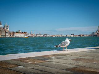 seagull with venice in back